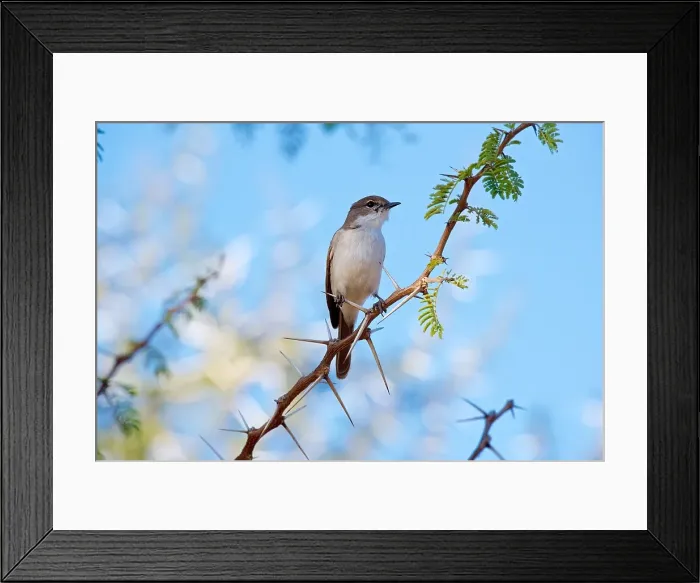 Framed Print : African Dusky Flycatcher (Muscicapa adusta), Dinokeng Game Reserve, South Africa Framed Print : African Dusky Flycatcher (Muscicapa adusta), Dinokeng Game Reserve, South Africa