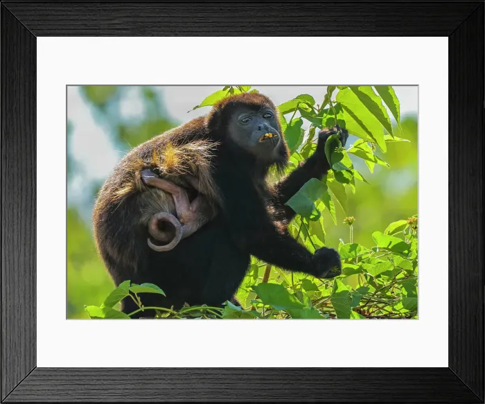 Framed Print : Female mantled howler monkey (Alouatta palliata) with clinging infant eating flower, Pacific coast forest, Esperanza, Nosara, Guanacaste, Costa Rica Framed Print : Female mantled howler monkey (Alouatta palliata) with clinging infant eating flower, Pacific coast forest, Esperanza, Nosara, Guanacaste, Costa Rica