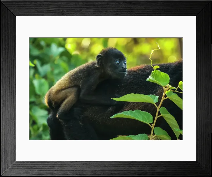 Framed Print : Infant riding on the back of a female mantled howler monkey (Alouatta palliata) in Pacific coast forest, Esperanza, Nosara, Guanacaste, Costa Rica Framed Print : Infant riding on the back of a female mantled howler monkey (Alouatta palliata) in Pacific coast forest, Esperanza, Nosara, Guanacaste, Costa Rica