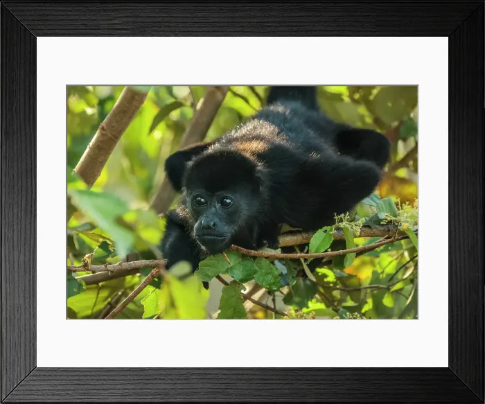 Framed Print : Juvenile mantled howler monkey (Alouatta palliata) in Pacific coast forest, known for their loud call, Esperanza, Nosara, Guanacaste, Costa Rica Framed Print : Juvenile mantled howler monkey (Alouatta palliata) in Pacific coast forest, known for their loud call, Esperanza, Nosara, Guanacaste, Costa Rica