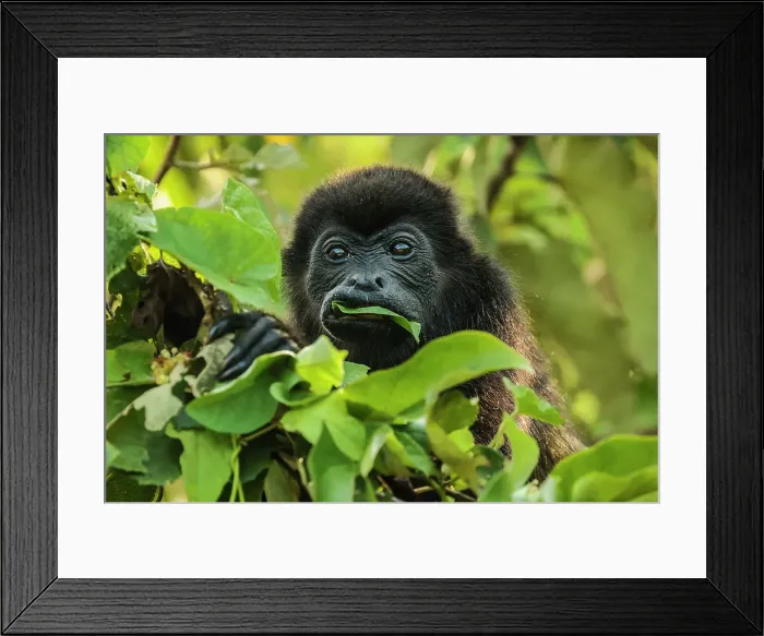 Framed Print : Female mantled howler monkey (Alouatta palliata) eating tree leaves in a north Pacific coast forest, Esperanza, Nosara, Guanacaste, Costa Rica Framed Print : Female mantled howler monkey (Alouatta palliata) eating tree leaves in a north Pacific coast forest, Esperanza, Nosara, Guanacaste, Costa Rica