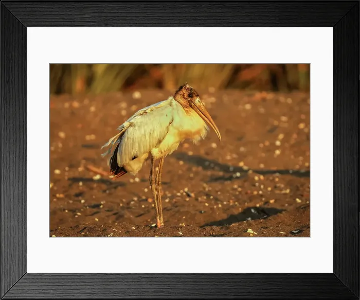 Framed Print : Wood stork (Mycteria americana) big wading bird of the south Americas, scavenging on black sand turtle beach, Ostional, Guanacaste, Costa Rica Framed Print : Wood stork (Mycteria americana) big wading bird of the south Americas, scavenging on black sand turtle beach, Ostional, Guanacaste, Costa Rica