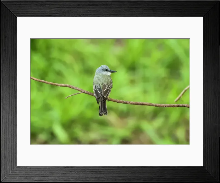 Framed Print : Tropical Kingbird (Tyrannus melancholicus) large tyrant flycatcher, common in the southern Americas, Esperanza, Nosara, Guanacaste, Costa Rica Framed Print : Tropical Kingbird (Tyrannus melancholicus) large tyrant flycatcher, common in the southern Americas, Esperanza, Nosara, Guanacaste, Costa Rica
