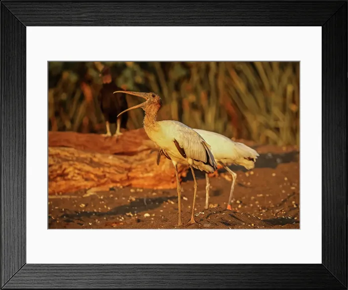 Framed Print : Wood storks (Mycteria americana) big wading bird of the south Americas, scavenging on black sand turtle beach, Ostional, Guanacaste, Costa Rica Framed Print : Wood storks (Mycteria americana) big wading bird of the south Americas, scavenging on black sand turtle beach, Ostional, Guanacaste, Costa Rica