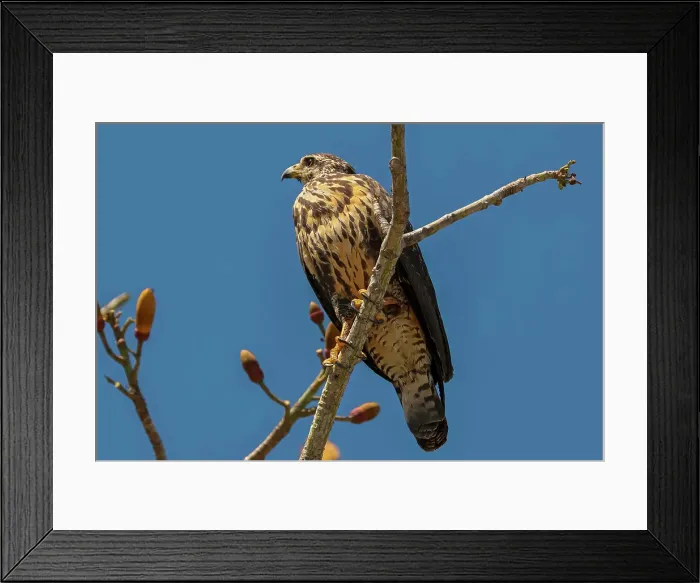 Framed Print : Broad-winged hawk (Buteo platypterus) small raptor, common in the Americas as far south as Brazil, Playa Garza, Nosara, Guanacaste, Costa Rica Framed Print : Broad-winged hawk (Buteo platypterus) small raptor, common in the Americas as far south as Brazil, Playa Garza, Nosara, Guanacaste, Costa Rica