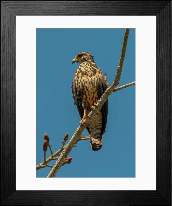 Framed Print : Broad-winged hawk (Buteo platypterus) small raptor, common in the Americas as far south as Brazil, Playa Garza, Nosara, Guanacaste, Costa Rica Framed Print : Broad-winged hawk (Buteo platypterus) small raptor, common in the Americas as far south as Brazil, Playa Garza, Nosara, Guanacaste, Costa Rica
