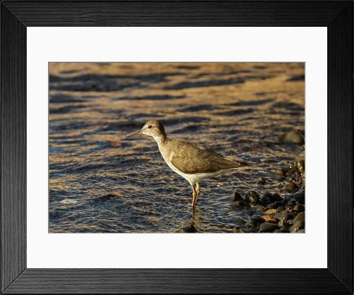 Framed Print : Spotted sandpiper (Actitis macularius) non-breeding plumage, common shorebird in the Americas, Nosara River, Nosara, Guanacaste, Costa Rica Framed Print : Spotted sandpiper (Actitis macularius) non-breeding plumage, common shorebird in the Americas, Nosara River, Nosara, Guanacaste, Costa Rica