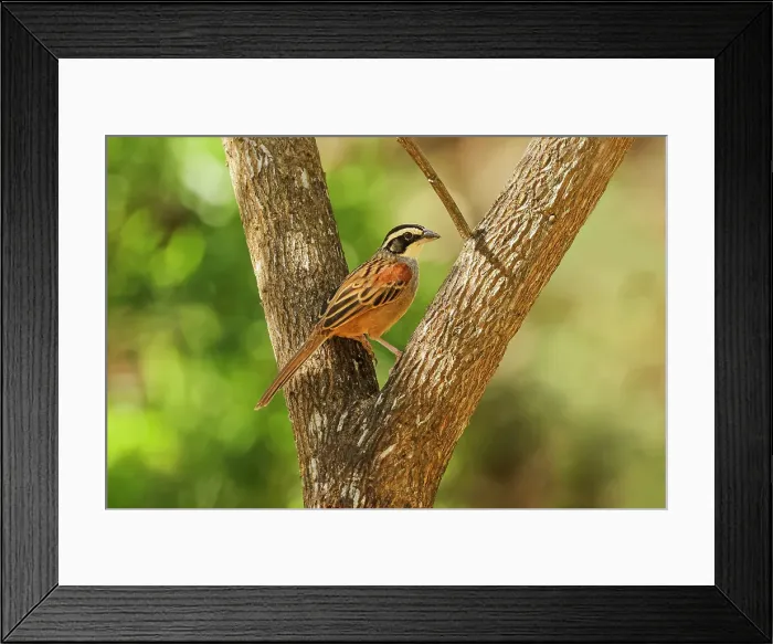 Framed Print : Stripe-headed sparrow (Peucaea ruficauda) breeds from Mexico to north Costa Rica, eats seeds and insects, Esperanza, Guanacaste, Costa Rica Framed Print : Stripe-headed sparrow (Peucaea ruficauda) breeds from Mexico to north Costa Rica, eats seeds and insects, Esperanza, Guanacaste, Costa Rica
