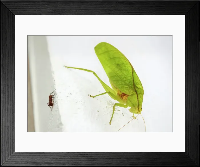 Framed Print : Round-headed katydid (bush cricket) (Amblycorypha), earhole in forelegs, superb leaf mimic with leg scraping song, Guanacaste, Costa Rica Framed Print : Round-headed katydid (bush cricket) (Amblycorypha), earhole in forelegs, superb leaf mimic with leg scraping song, Guanacaste, Costa Rica