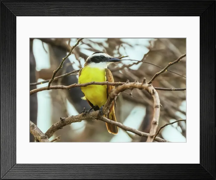 Framed Print : Great kiskadee (Pitangus sulphuratus) a large colorful tyrant flycatcher, common in the Pacific North, Esperanza, Nosara, Guanacaste, Costa Rica Framed Print : Great kiskadee (Pitangus sulphuratus) a large colorful tyrant flycatcher, common in the Pacific North, Esperanza, Nosara, Guanacaste, Costa Rica