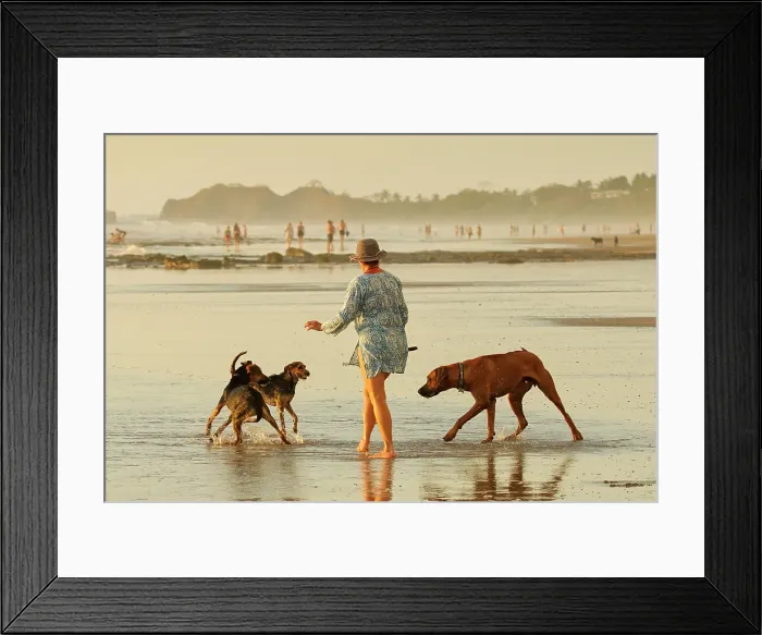 Framed Print : Woman walking small dogs scared of a large playful Ridgeback on popular Playa Guiones surf beach, Guiones, Nosara, Guanacaste, Costa Rica Framed Print : Woman walking small dogs scared of a large playful Ridgeback on popular Playa Guiones surf beach, Guiones, Nosara, Guanacaste, Costa Rica