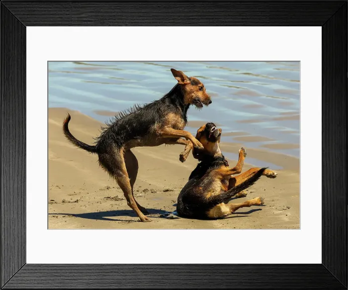 Framed Print : Two dogs play fighting, Playa Guiones beach, popular for surfing, dog walking and yoga, Playa Guiones, Nosara, Guanacaste, Costa Rica Framed Print : Two dogs play fighting, Playa Guiones beach, popular for surfing, dog walking and yoga, Playa Guiones, Nosara, Guanacaste, Costa Rica