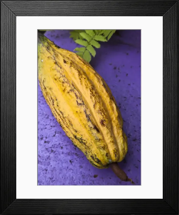 Framed Print : Yellow cacao pod against a blue background Framed Print : Yellow cacao pod against a blue background