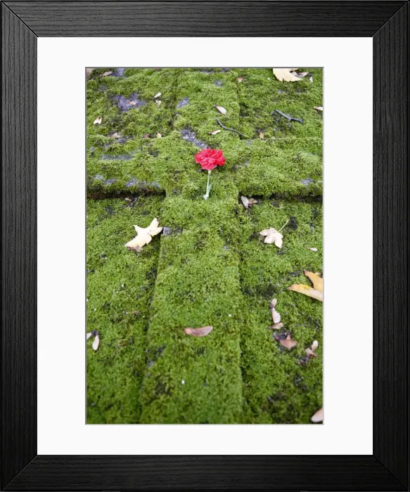 Framed Print : Flower on a grave, Paris, France, Europe