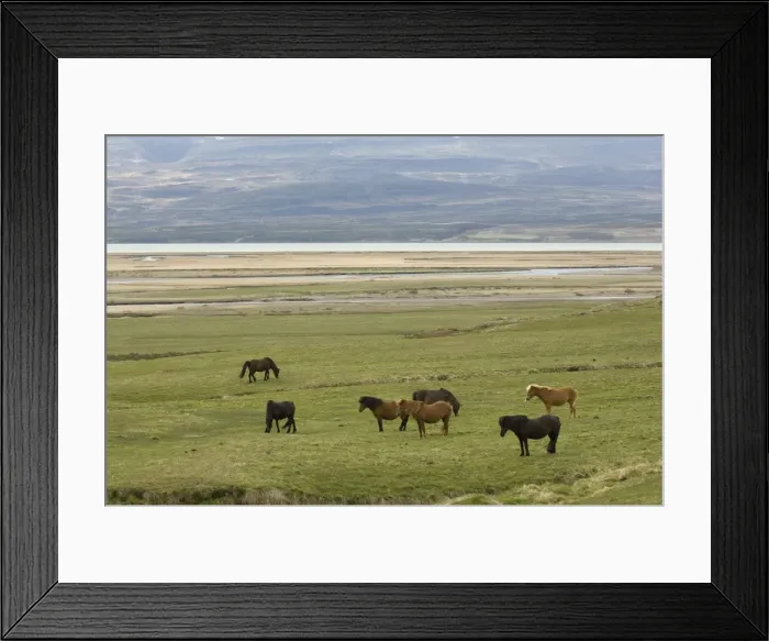 Framed Print : Icelandic horses, Lagarfljot lake, Egilstadir, Iceland, Polar Regions Framed Print : Icelandic horses, Lagarfljot lake, Egilstadir, Iceland, Polar Regions