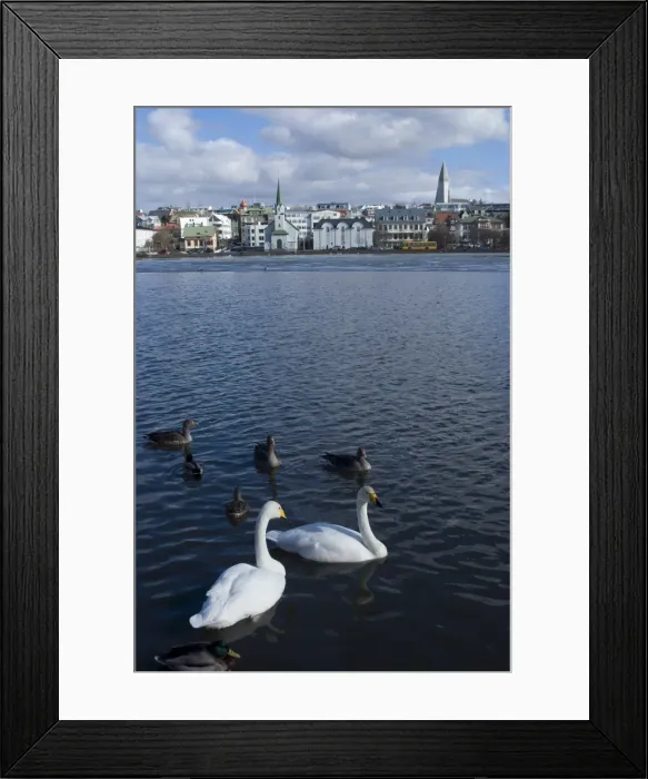 Framed Print : Swans and geese in Tjornin (pond), with city behind, Reykjavik, Iceland, Polar Regions Framed Print : Swans and geese in Tjornin (pond), with city behind, Reykjavik, Iceland, Polar Regions