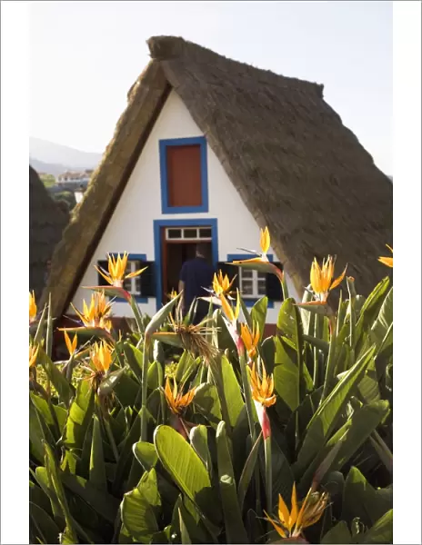 Bird of Paradise flowers bloom in front of a traditional thatched Palheiro A-frame house in the town of Santana, Madeira