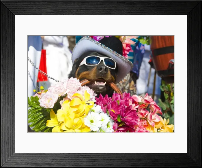 Framed Print : Dog carrying flowers at the Carnival in Funchal, Madeira, Portugal, Europe Framed Print : Dog carrying flowers at the Carnival in Funchal, Madeira, Portugal, Europe