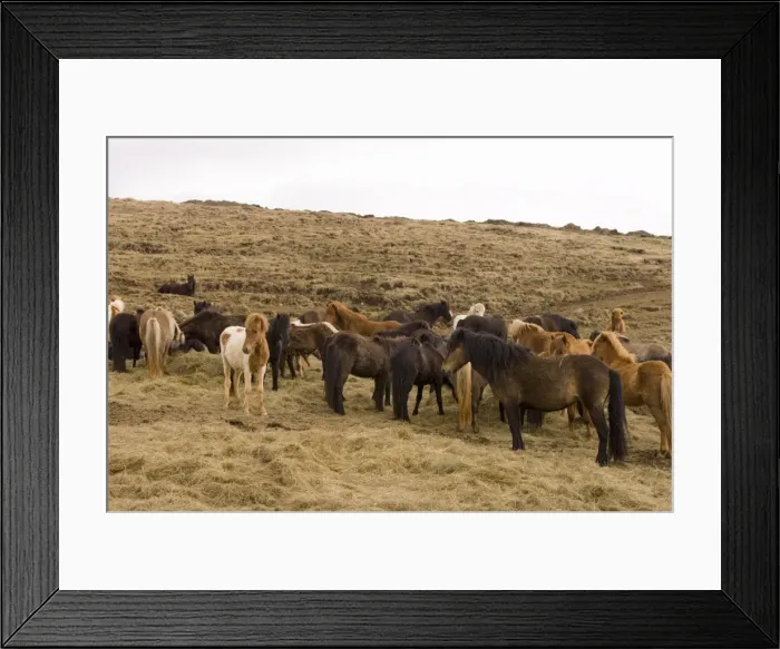 Framed Print : Icelandic horses, Skagafjorour Fjord, Iceland, Polar Regions Framed Print : Icelandic horses, Skagafjorour Fjord, Iceland, Polar Regions