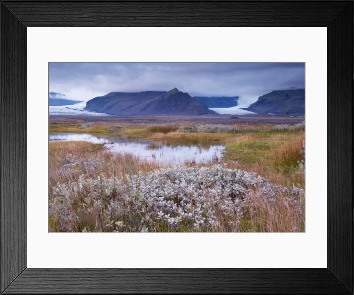 Framed Print : Arctic plants in autumn in Skaftafell National Park, Mount Hafrafell and Svinafellsjokull glacier in the distance, south-east Iceland (Austurland), Iceland Framed Print : Arctic plants in autumn in Skaftafell National Park, Mount Hafrafell and Svinafellsjokull glacier in the distance, south-east Iceland (Austurland), Iceland