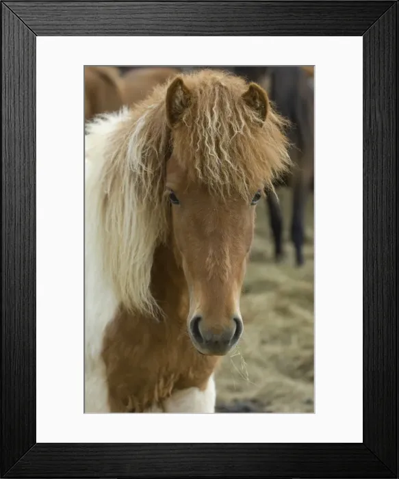 Framed Print : Icelandic horses, Skagafjorour Fjord, Iceland, Polar Regions Framed Print : Icelandic horses, Skagafjorour Fjord, Iceland, Polar Regions