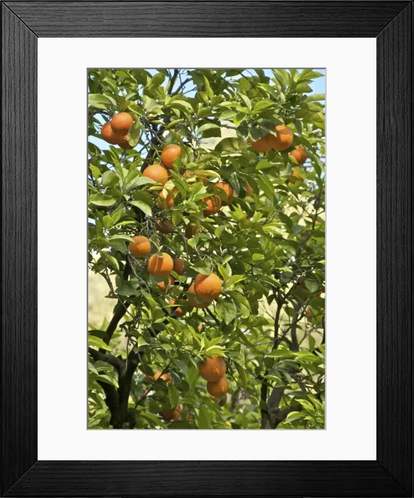 Framed Print : Neroli orange flowers and oranges in gardens of Reales Alcazares (Alcazar Palace Gardens) Framed Print : Neroli orange flowers and oranges in gardens of Reales Alcazares (Alcazar Palace Gardens)
