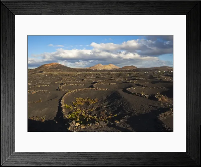 Framed Print : Semi-circles of lava rock to protect crops from the strong winds in the harsh volcanic landscape of Timanfaya National Park, Lanzarote, Canary Islands, Spain, Atlantic Framed Print : Semi-circles of lava rock to protect crops from the strong winds in the harsh volcanic landscape of Timanfaya National Park, Lanzarote, Canary Islands, Spain, Atlantic