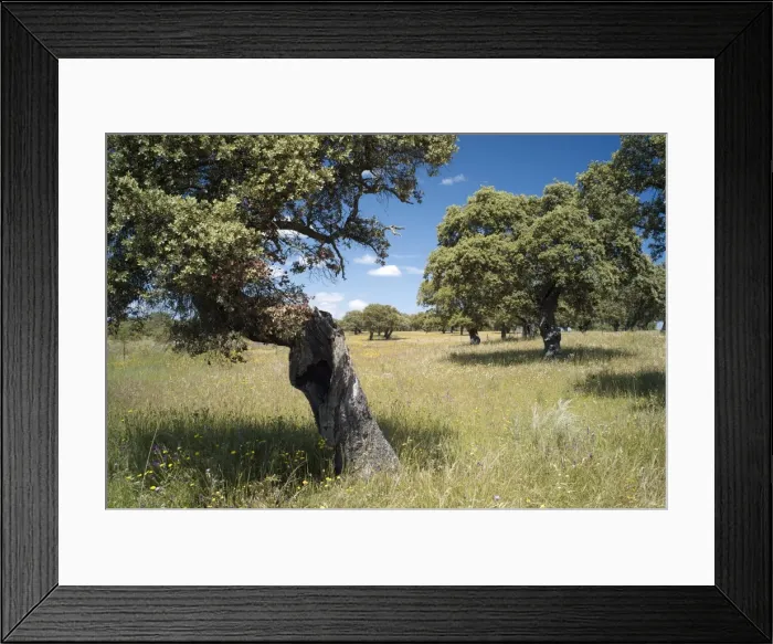 Framed Print : Oak trees of the dehesa near Jaraiceijo, Extremadura, Spain, Europe Framed Print : Oak trees of the dehesa near Jaraiceijo, Extremadura, Spain, Europe