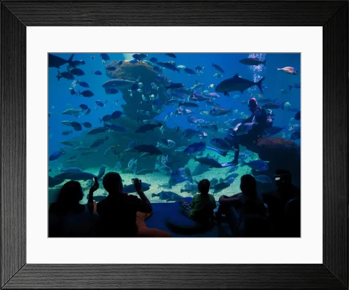 Framed Print : Palma Aquarium interior with diver feeding fish and sharks, Playa de Palma Framed Print : Palma Aquarium interior with diver feeding fish and sharks, Playa de Palma
