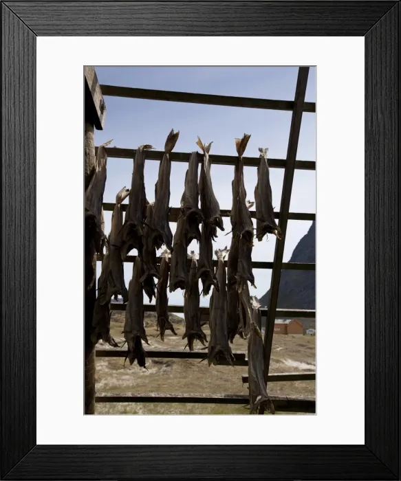 Framed Print : Stockfish, dried cod, hanging on wooden racks (flakes) (hjell) on the seashore Framed Print : Stockfish, dried cod, hanging on wooden racks (flakes) (hjell) on the seashore