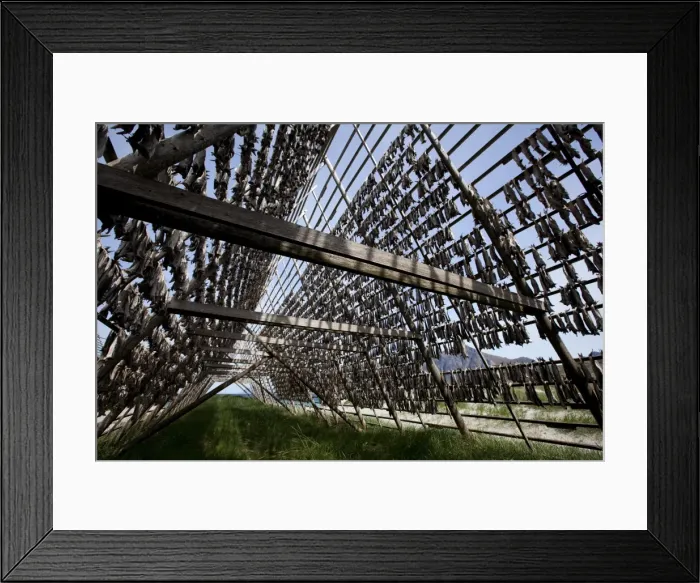 Framed Print : Stockfish, dried cod, hanging on wooden racks called flakes or hjell, on the seashore Framed Print : Stockfish, dried cod, hanging on wooden racks called flakes or hjell, on the seashore