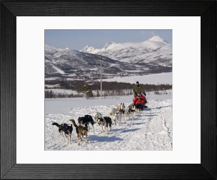 Framed Print : Dog sledding with huskies, Tromso wilderness centre, Norway, Scandinavia, Europe Framed Print : Dog sledding with huskies, Tromso wilderness centre, Norway, Scandinavia, Europe