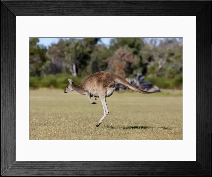 Framed Print : Western gray kangaroo (Macropus fuliginosus) with joey in pouch, Yanchep National Park Framed Print : Western gray kangaroo (Macropus fuliginosus) with joey in pouch, Yanchep National Park
