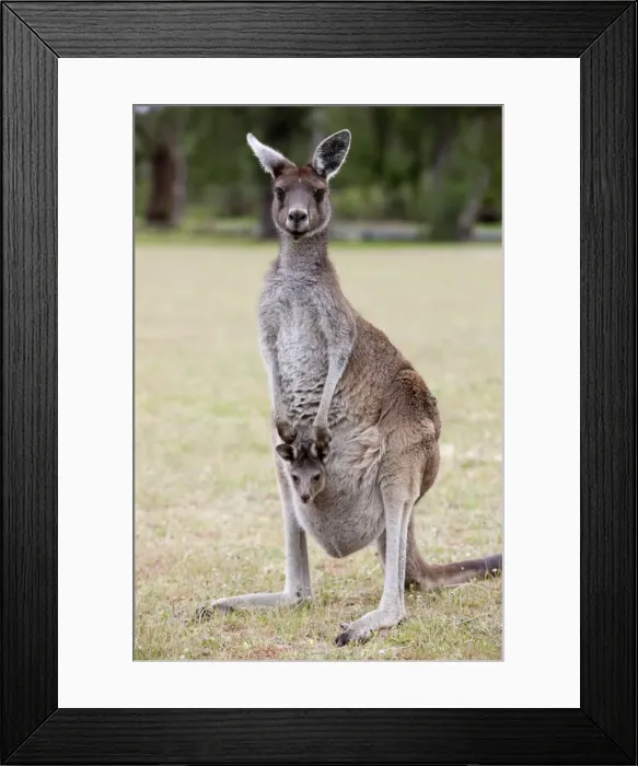 Framed Print : Western gray kangaroo (Macropus fuliginosus) with joey in pouch, Yanchep National Park Framed Print : Western gray kangaroo (Macropus fuliginosus) with joey in pouch, Yanchep National Park
