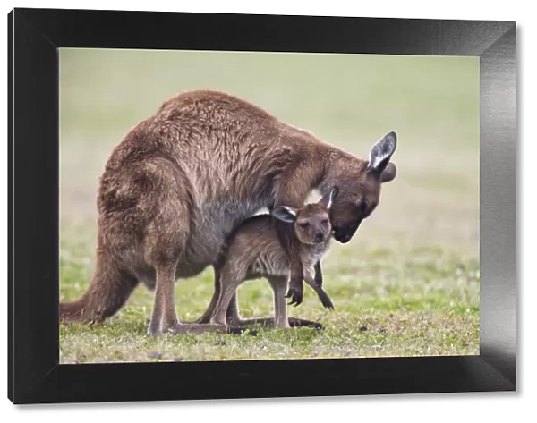 Kangaroo Island grey kangaroo (Macropus fuliginosus) with joey, Kelly Hill Conservation