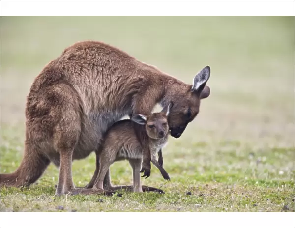 Kangaroo Island grey kangaroo (Macropus fuliginosus) with joey, Kelly Hill Conservation