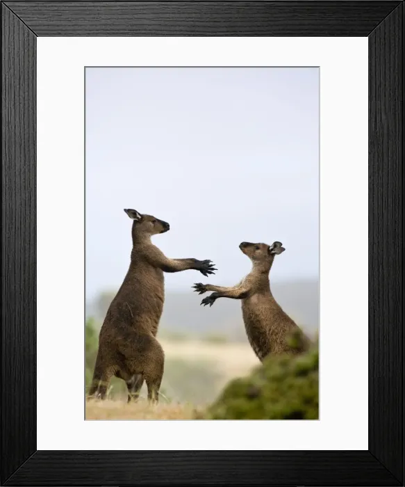 Framed Print : Kangaroo Island grey kangaroos (Macropus fuliginosus), Lathami Conservation Park Framed Print : Kangaroo Island grey kangaroos (Macropus fuliginosus), Lathami Conservation Park