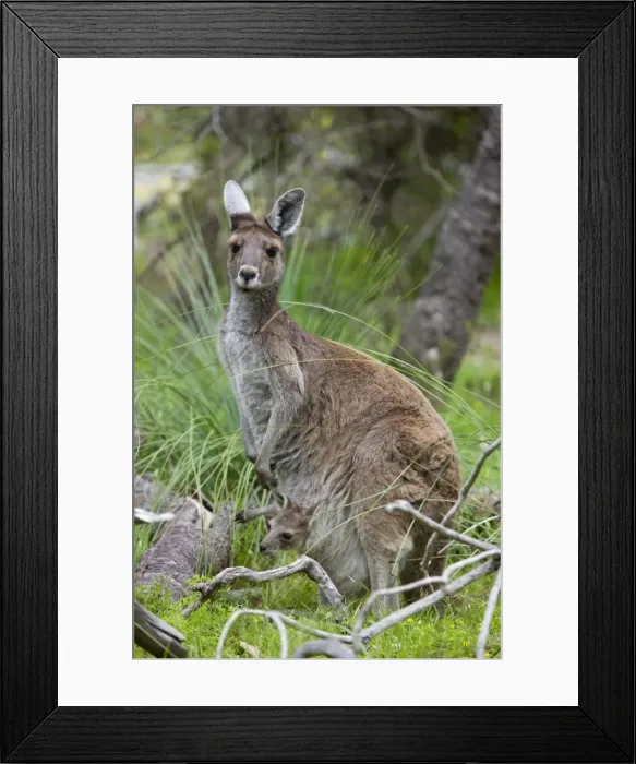 Framed Print : Western gray kangaroo (Macropus fuliginosus) with joey in pouch, Yanchep National Park Framed Print : Western gray kangaroo (Macropus fuliginosus) with joey in pouch, Yanchep National Park