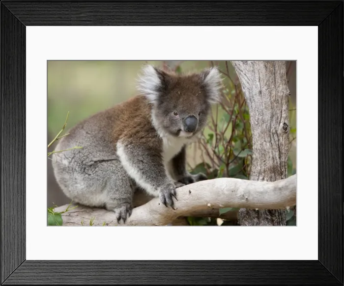 Framed Print : Koala (Phascolarctos cinereus) in a eucalyptus tree, Yanchep National Park Framed Print : Koala (Phascolarctos cinereus) in a eucalyptus tree, Yanchep National Park