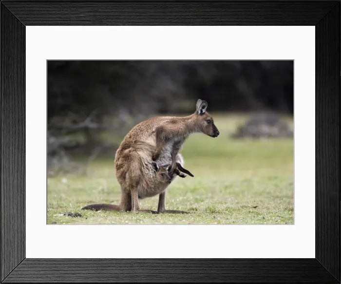 Framed Print : Kangaroo Island grey kangaroo (Macropus fuliginosus) with joey in pouch Framed Print : Kangaroo Island grey kangaroo (Macropus fuliginosus) with joey in pouch