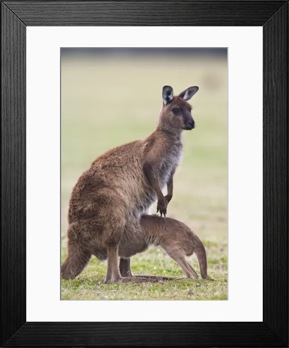 Framed Print : Kangaroo Island grey kangaroo (Macropus fuliginosus) with joey, Kelly Hill Conservation Framed Print : Kangaroo Island grey kangaroo (Macropus fuliginosus) with joey, Kelly Hill Conservation