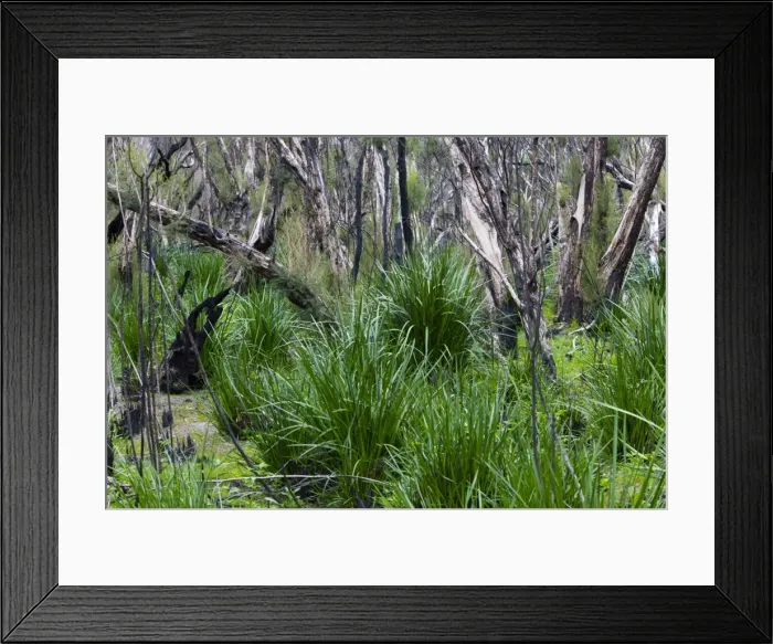 Framed Print : Forest after the fire, Yanchep National Park, West Australia, Australia, Pacific Framed Print : Forest after the fire, Yanchep National Park, West Australia, Australia, Pacific