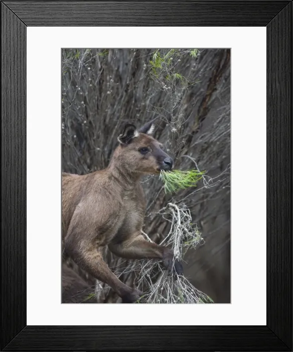 Framed Print : Kangaroo Island grey kangaroo (Macropus fuliginosus), Lathami Conservation Park Framed Print : Kangaroo Island grey kangaroo (Macropus fuliginosus), Lathami Conservation Park