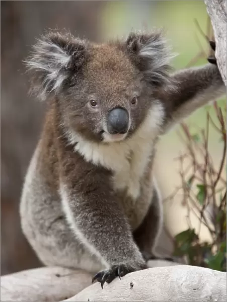 Koala (Phascolarctos cinereus) in a eucalyptus tree, Yanchep National Park