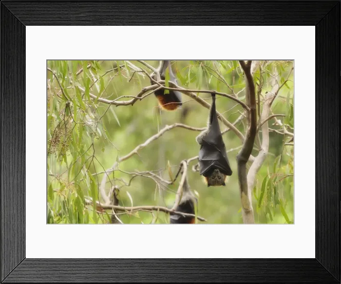 Framed Print : Grey-headed flying fox (Pteropus poliocephalus), Yarra Bend Park, Melbourne Framed Print : Grey-headed flying fox (Pteropus poliocephalus), Yarra Bend Park, Melbourne