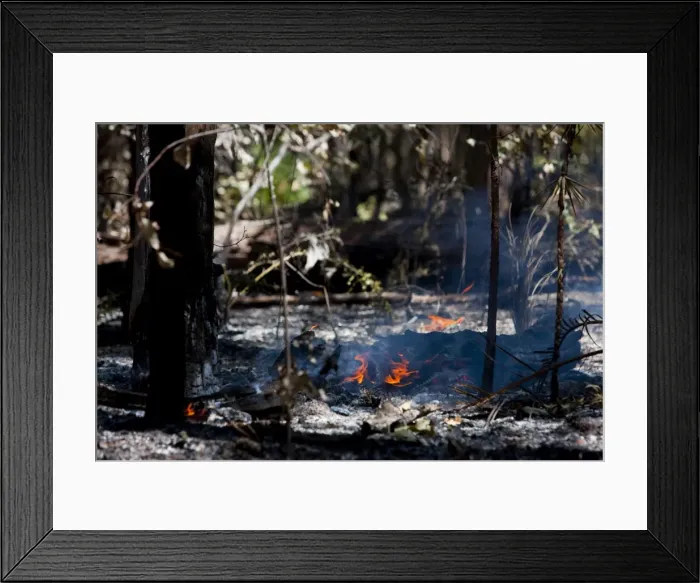 Framed Print : Forest fire in country outside Perth, West Australia, Australia, Pacific Framed Print : Forest fire in country outside Perth, West Australia, Australia, Pacific