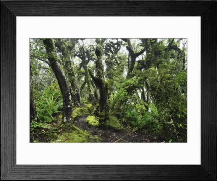 Framed Print : Gnome Forest, Mount Taranaki National Park (Mount Egmont National Park) Framed Print : Gnome Forest, Mount Taranaki National Park (Mount Egmont National Park)