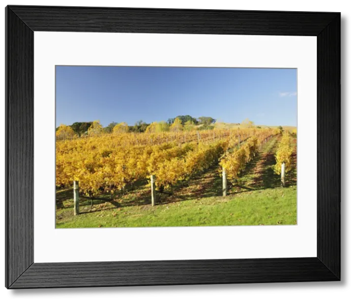 Framed Print : Vineyard, Havelock North, Hawkes Bay, North Island, New Zealand, Pacific Framed Print : Vineyard, Havelock North, Hawkes Bay, North Island, New Zealand, Pacific