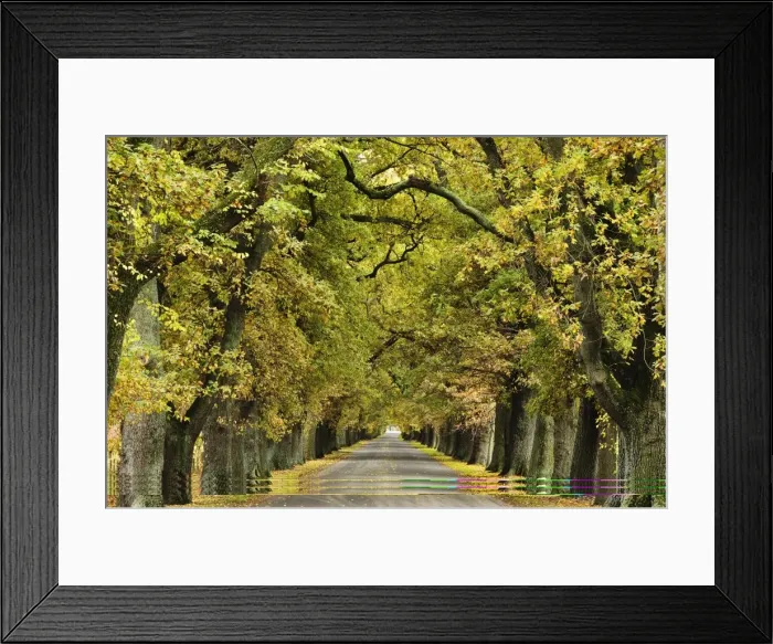 Framed Print : Oak Alley, Ormond Road, Hastings, Hawkes Bay, North Island, New Zealand, Pacific Framed Print : Oak Alley, Ormond Road, Hastings, Hawkes Bay, North Island, New Zealand, Pacific