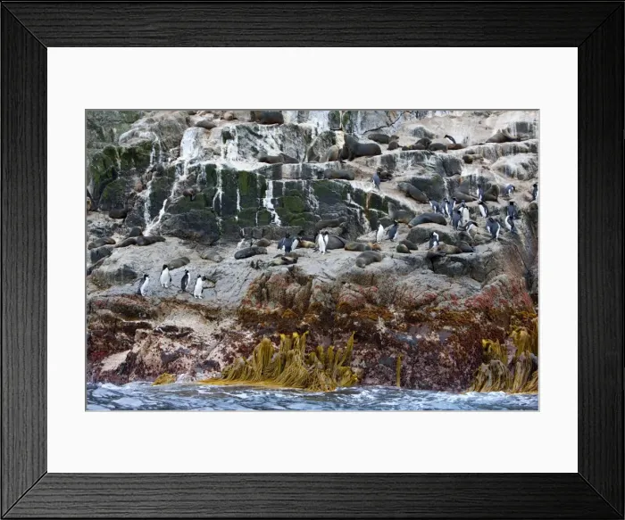 Framed Print : New Zealand fur seals and erect-crested penguins, Bounty Island, Sub-Antarctic Framed Print : New Zealand fur seals and erect-crested penguins, Bounty Island, Sub-Antarctic
